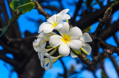 White flower with brach  and sky backgrounds.の写真素材