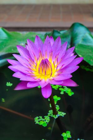 Purple lotus in thailand.の写真素材