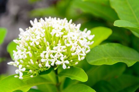 White flowerの写真素材