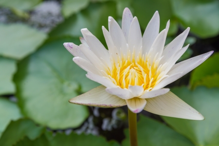 Beautiful white lotus.の写真素材