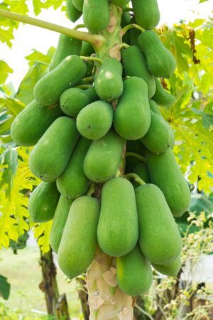 papaya on the papaya treeの写真素材