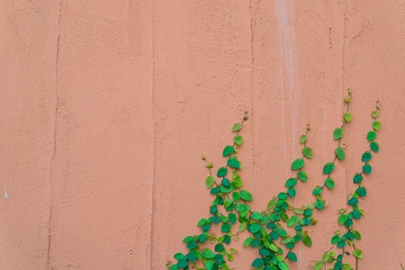 Brick wall with leaf frameの写真素材