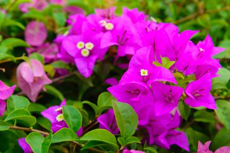 Beautiful flower.の写真素材