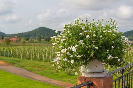 flower and natural in thailand.の写真素材