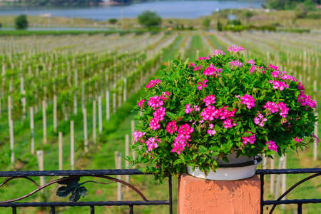 flower and natural in thailand.の写真素材