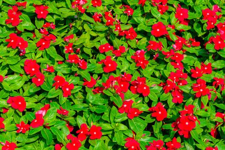 Beautiful flower from bangkok province (Thailand)の写真素材