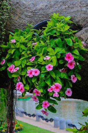 Beautiful flower from bangkok province (Thailand)の写真素材