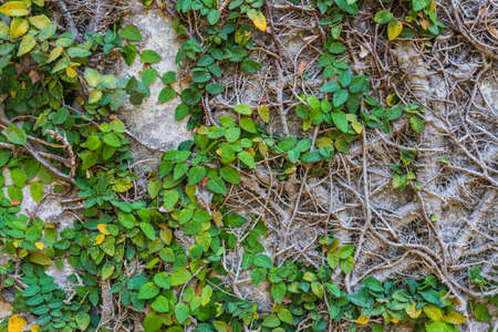 Green leaf&Root texture for backgroundsの写真素材