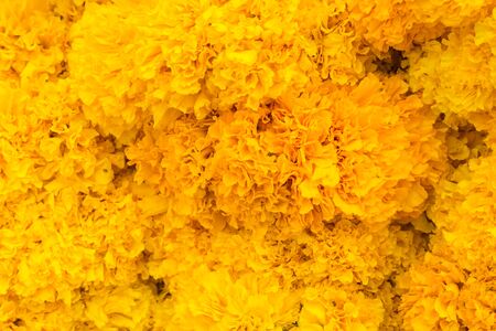 Yellow flower texture for backgrounds