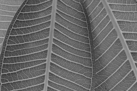leaf texture for backgrounds