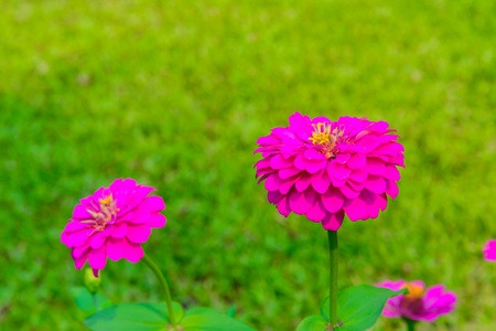 Beautiful flower from bangkok (Thailand)の写真素材