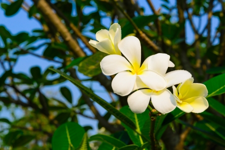 Beautiful flower from bangkok (Thailand)の写真素材
