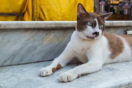 A cat in the local road from bangkok province (Thailand)の写真素材