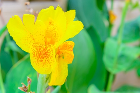 Beautiful flower from Thailand