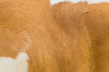 Animal wool texture for backgroundの写真素材