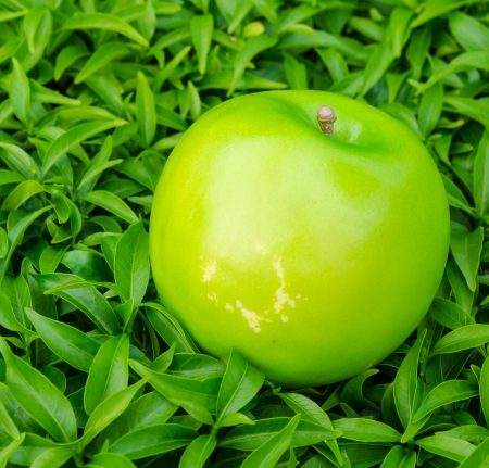 Apple on the green leafの写真素材