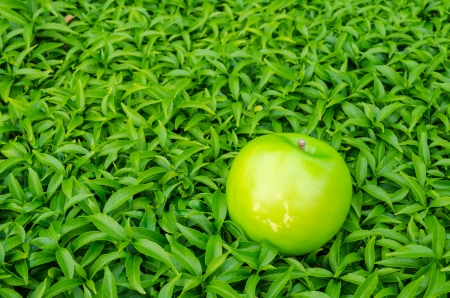 Apple on the green leafの写真素材