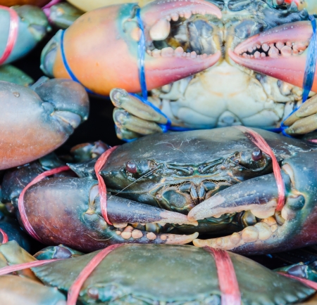 Fresh Crabの写真素材