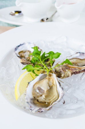 Oysters with lemonの写真素材
