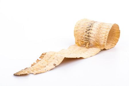 Dry squid on white background