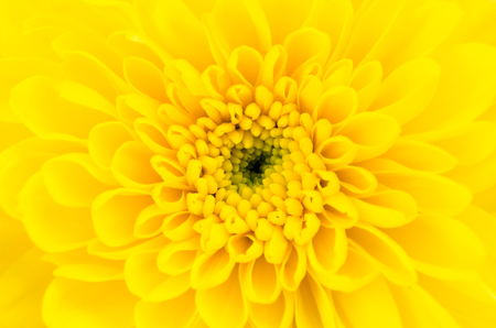 Close-up Yellow flower