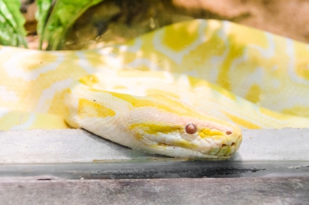 Snakeの写真素材