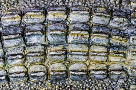 Crocodile skins