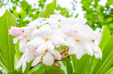White Plumeria flowerの写真素材