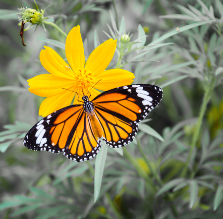 Butterfly on flowerの写真素材