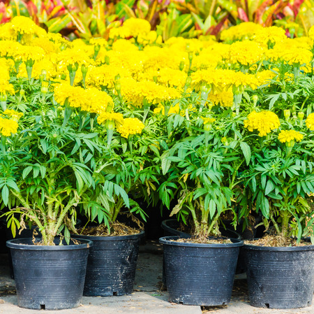 Beautiful Marigold flowers in the gardenの写真素材
