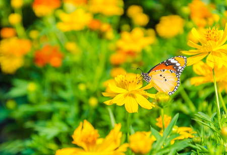 Butterfly on the flowers in the gardenの写真素材