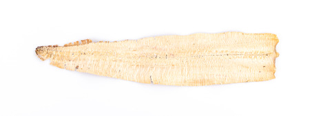 Dry squid on white backgroundの写真素材