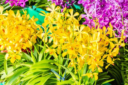 Beautiful orchid flowers in the flowers shopの写真素材