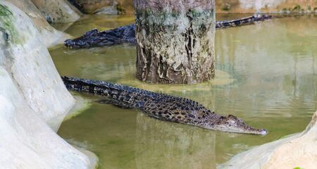 Crocodileの写真素材