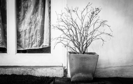 Horror tree front of houseの写真素材