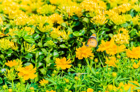 Butterfly on the flowers in the gardenの写真素材