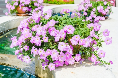 Spring flowers in the vaseの写真素材