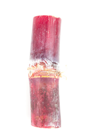 Cane on isolated white backgroundの写真素材