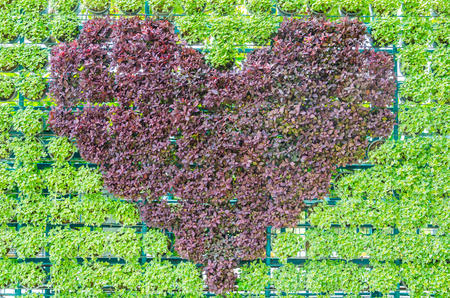 Heart treeの写真素材