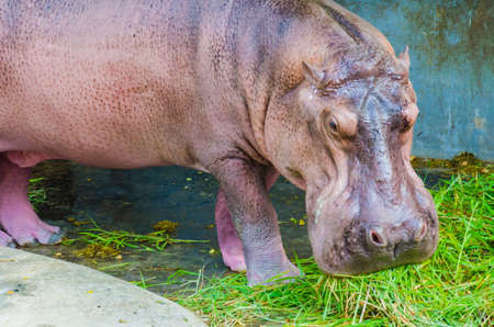 Hippoの写真素材