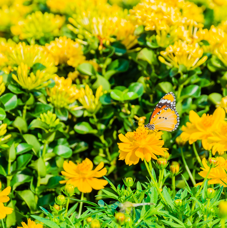 Butterfly on the flowers in the gardenの写真素材