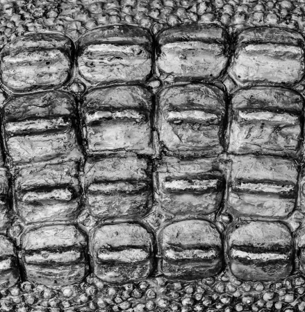 Crocodile skinsの写真素材