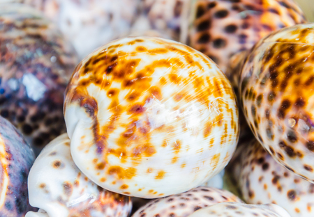 Seashells