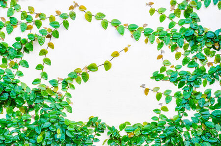 Leaves frame