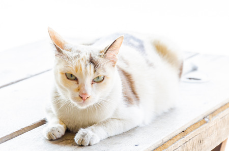 Catの写真素材