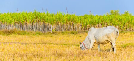 Cow on fieldの写真素材