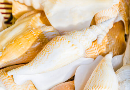 Shellの写真素材