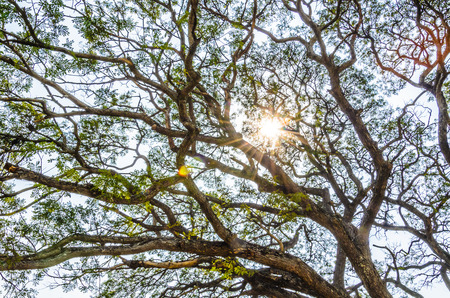 Sun flare on branch background
