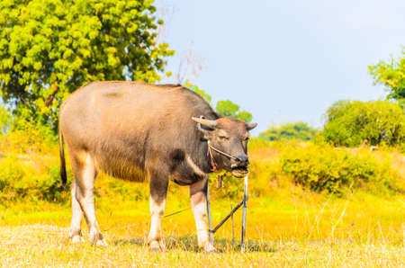 Cow on fieldの写真素材