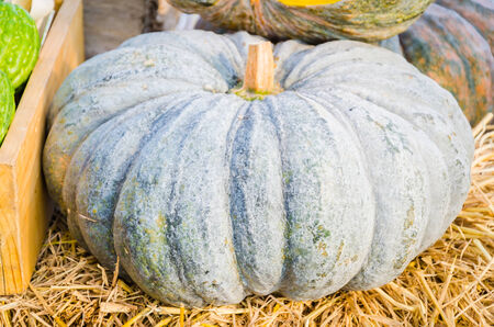 Pumpkinの写真素材